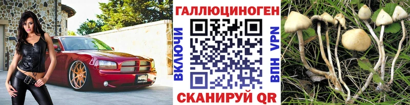 ОМГ ОМГ зеркало  Макарьев  Псилоцибиновые грибы Psilocybine cubensis 